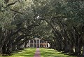 USA 
Louisiane - 2013
LA ROUTE DES PLANTATIONS
La plantation d'Oak Alley (en français: « allée des chênes ») est un site historique à North Vacherie (paroisse Saint-James) sur la rive droite du Mississippi, entre La Nouvelle-Orléans et Bâton-Rouge. Elle a été fondée en 1837. Oak Alley était appelée « la Grande dame de la Great River Road ». Avec son manoir datant d'avant la guerre de Sécession et les dix hectares qui l'entourent.  