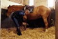 Après la fin d’une mission, les cavaliers rentrent respectivement leurs chevaux, les descellent, leurs curent les pieds et leur donnent à boire. Pendant que les chevaux se détendent et se roulent dans la paille pour sécher leur sueur, les policiers rédigent leur main courante et entretiennent les cuirs Police municipale, ilotage, contrôle routier, missions de la police municipale, brigade equestre, chevaux, arrestation, violences urbaines, police de proximité, securité routière, brigade nautique, brigade moto, femmes dans la police municipale, eurolaser, scooter, contrôle de vitesse, fonctionnaire de police, policiers municipaux, violences, flagrant délit, tonfa, technique de self défense, brigade de nuit, menottage, ronde de nuit, patrouille de nuit, ivresse sur voie publique, PV, mission montagne, policiers municipaux à ski, brigades canines, mission rurale, policier municipaux en milieu rural, police des campagnes, objets trouvés, véhicules de police municipale, garde champetre, police rurale, brigade nautique de la police municipale, bateau, police des mers, eaux de baignades, bande des 300 mètres, missions littorales, mission littorale de la police municipale, plongeurs de la police municipales, mission subaquatiques, brigade équestre de la police municipale, police montée, brigade équestre, policier cavalier 