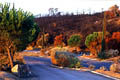 Paysage de terre brulée après le passage du feu feu de forêt, feu, var 