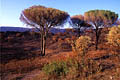 Paysage de terre brulée après le passage du feu feux de forets, fire, var 