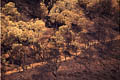 Paysage de terre brulée après le passage du feu feux de forets, photos, var 