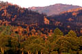 Paysage de terre brulée après le passage du feu feux de forets 