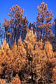 Paysage de terre brulée après le passage du feu feux de forets 