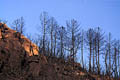 Paysage de terre brulée après le passage du feu feux de forets, feu, var 