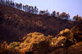 Paysage de terre brulée après le passage du feu feux de forêt, feu, var, photos, été 2003 