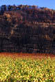 Paysage de terre brulée après le passage du feu feux de forets, feu, var 