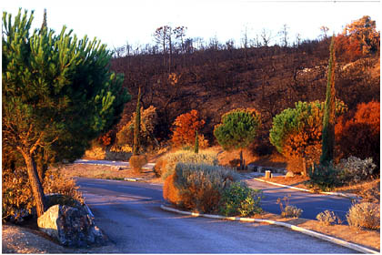 Paysage de terre brulée après le passage du feu