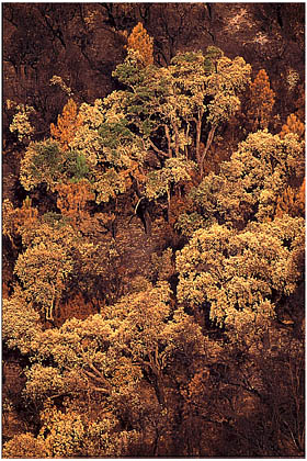 Paysage de terre brulée après le passage du feu