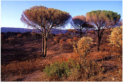 Paysage de terre brulée après le passage du feu