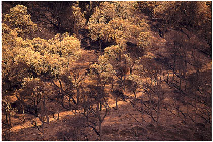 Paysage de terre brulée après le passage du feu