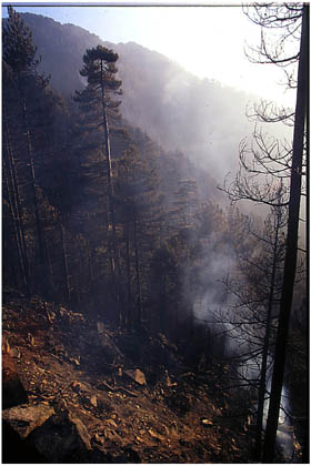 Paysage de terre brulée après le passage du feu