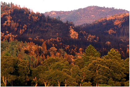 Paysage de terre brulée après le passage du feu