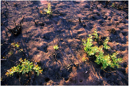 Paysage de terre brulée après le passage du feu