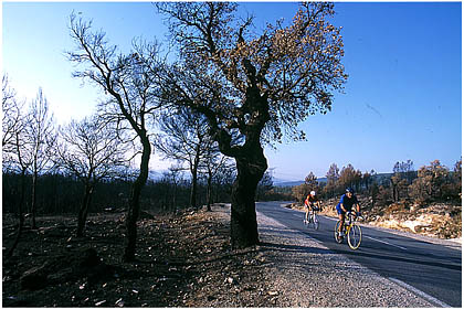 Paysage de terre brulée après le passage du feu