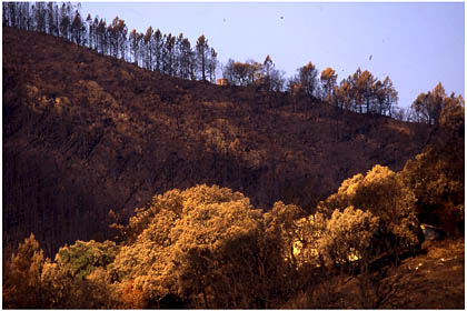 Paysage de terre brulée après le passage du feu