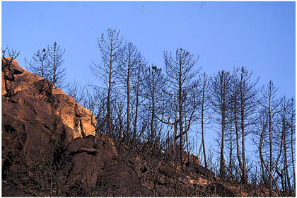 Paysage de terre brulée après le passage du feu