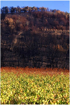 Paysage de terre brulée après le passage du feu